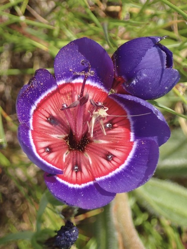 Geissorhiza radians (Geissorhiza radians)
