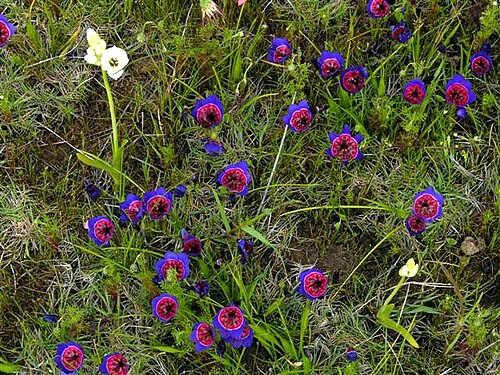 Geissorhiza radians: Geissorhiza radians in situ / South Africa - Darling Wildflower Reserve