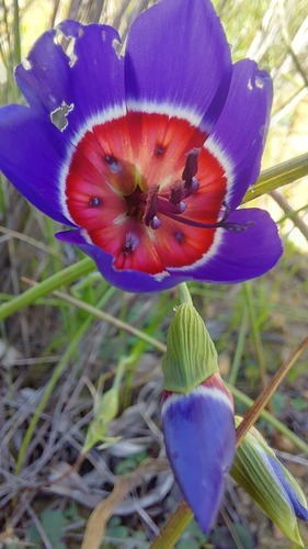 Geissorhiza radians (Geissorhiza radians)