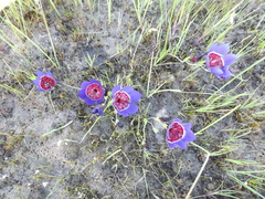 Geissorhiza radians (Geissorhiza radians)