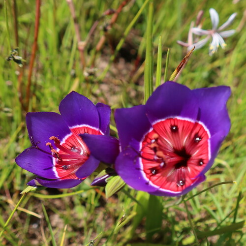 Geissorhiza radians (Geissorhiza radians)