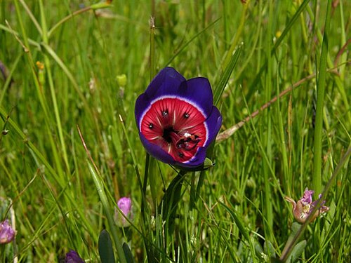 Geissorhiza radians: Geissorhiza radians in situ / South Africa Flora