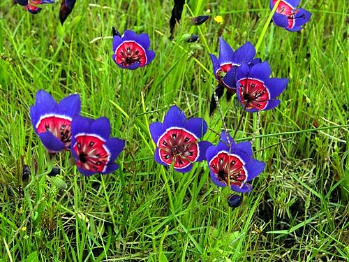 Geissorhiza radians: Geissorhiza radians in situ / South Africa - Darling Wildflower Reserve