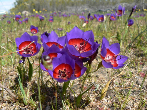 Geissorhiza radians (Geissorhiza radians)