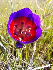 Geissorhiza radians (Geissorhiza radians)