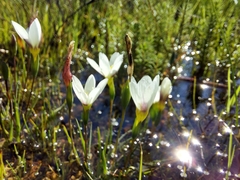 Geissorhiza setacea (Geissorhiza setacea)