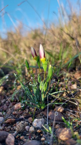 Geissorhiza setacea (Geissorhiza setacea)
