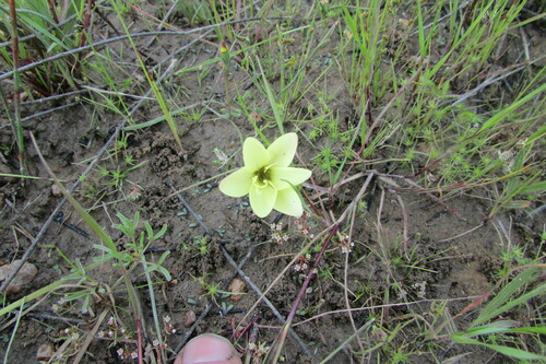 Geissorhiza setacea (Geissorhiza setacea)