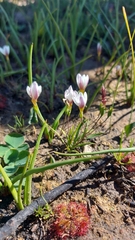 Geissorhiza setacea (Geissorhiza setacea)