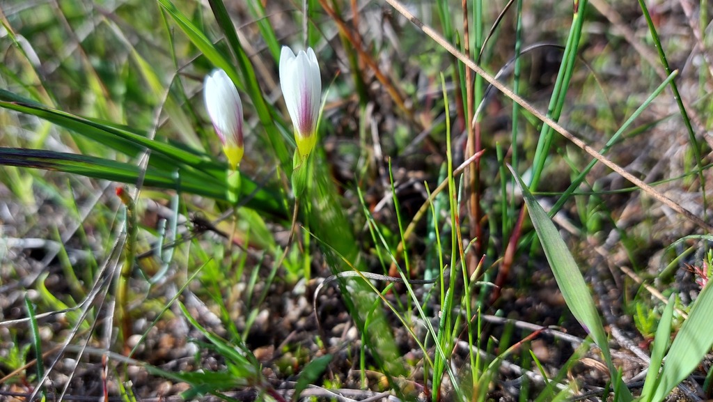 Geissorhiza setacea (Geissorhiza setacea)