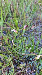 Geissorhiza setacea (Geissorhiza setacea)
