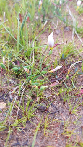 Geissorhiza setacea (Geissorhiza setacea)
