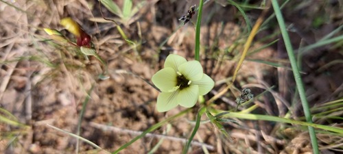 Geissorhiza setacea (Geissorhiza setacea)