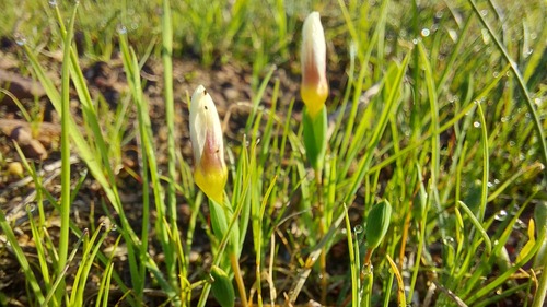 Geissorhiza setacea (Geissorhiza setacea)