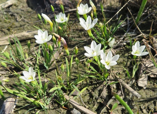Geissorhiza setacea (Geissorhiza setacea)