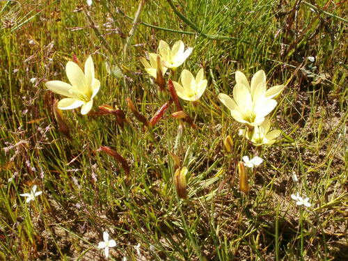 Geissorhiza setacea (Geissorhiza setacea)
