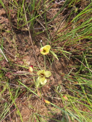 Geissorhiza setacea (Geissorhiza setacea)