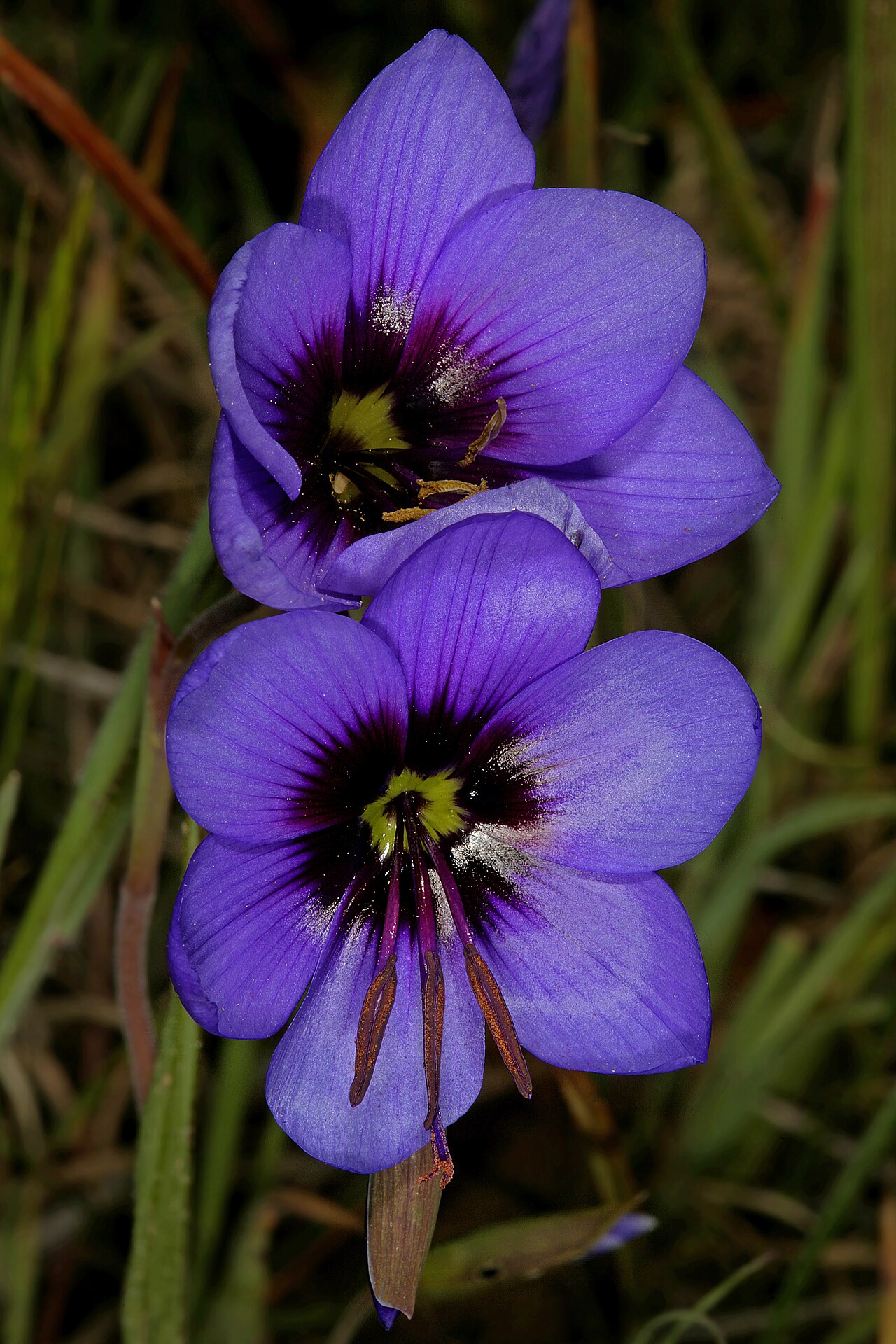Geissorhiza splendidissima: Geissorhiza splendidissima , flowers; farm Oorlogskloof, Nieuwoudtville, Northern Cape, South Africa