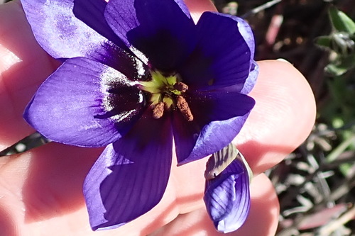 Geissorhiza splendidissima (Geissorhiza splendidissima)