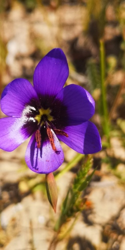 Geissorhiza splendidissima (Geissorhiza splendidissima)
