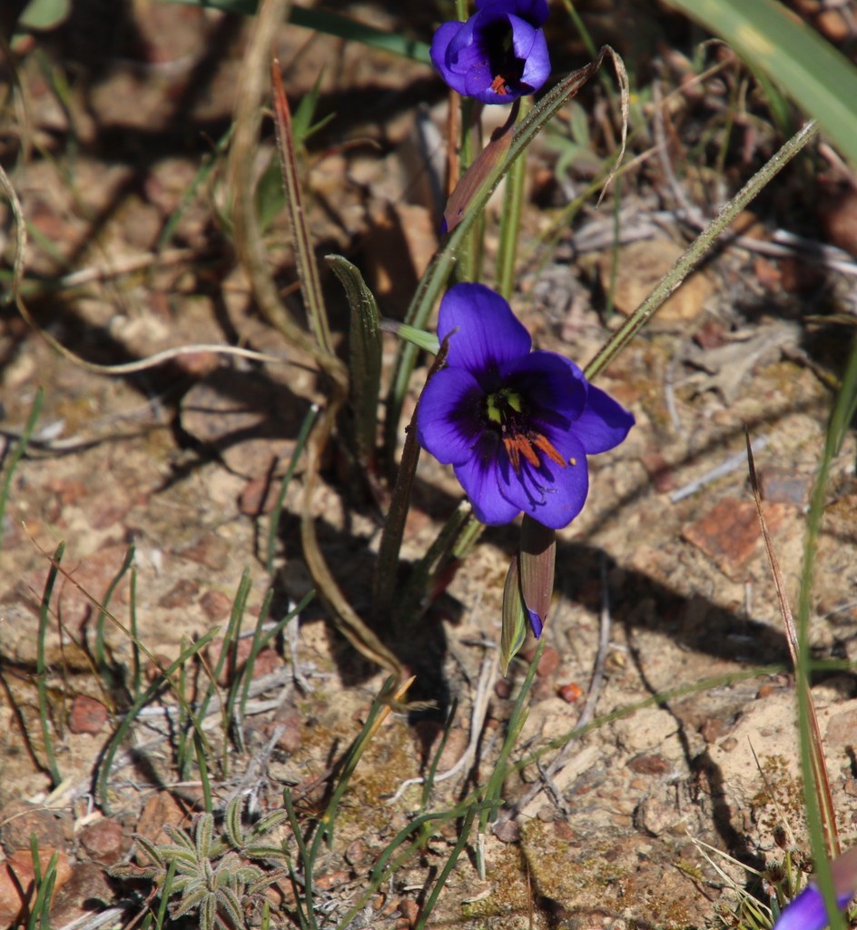Geissorhiza splendidissima (Geissorhiza splendidissima)