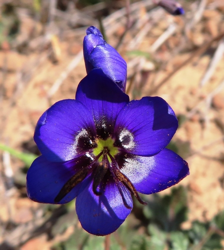Geissorhiza splendidissima (Geissorhiza splendidissima)