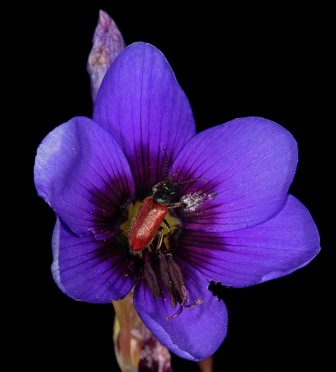 Geissorhiza splendidissima: Geissorhiza splendidissima , flower, with visiting beetle; farm Oorlogskloof, Nieuwoudtville, Northern Cape, South Africa