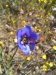 Geissorhiza splendidissima (Geissorhiza splendidissima)