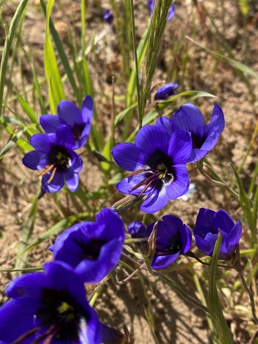 Geissorhiza splendidissima (Geissorhiza splendidissima)