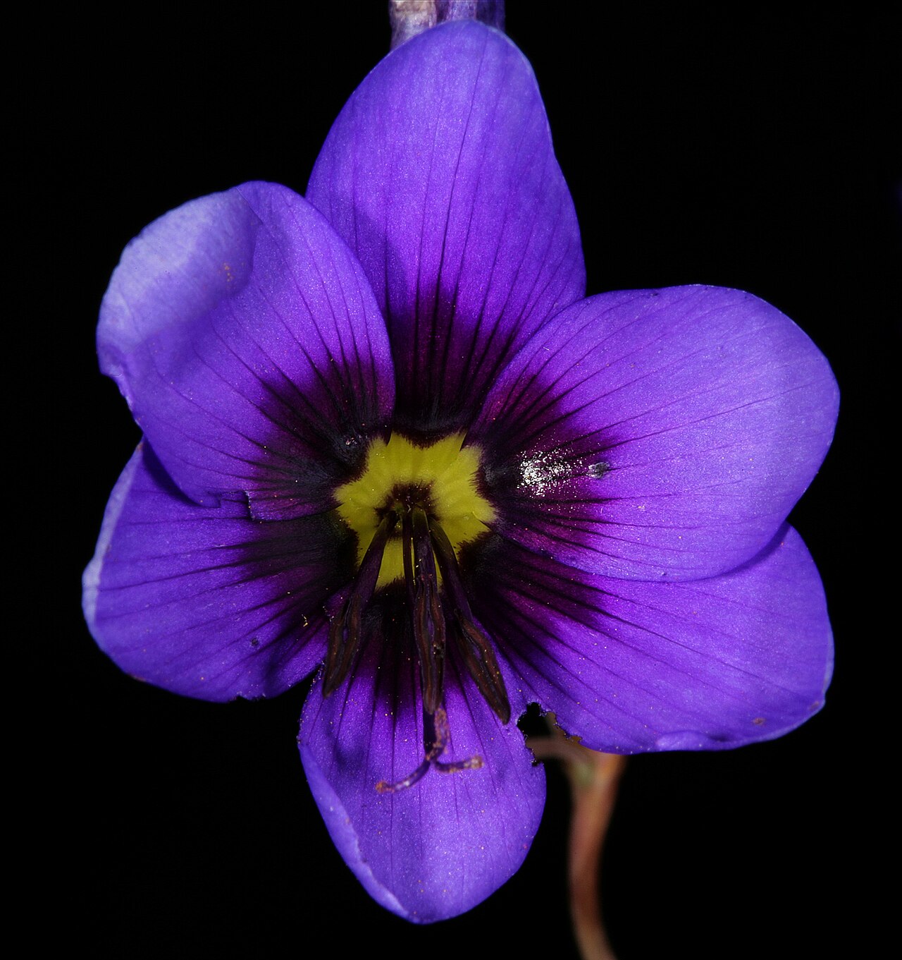 Geissorhiza splendidissima: Geissorhiza splendidissima , flower; farm Oorlogskloof, Nieuwoudtville, Northern Cape, South Africa