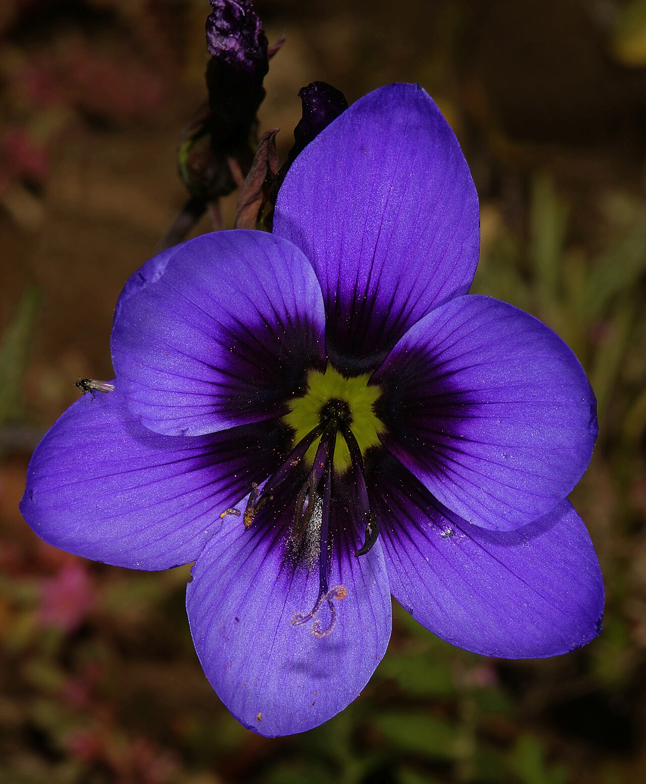 Geissorhiza splendidissima: Geissorhiza splendidissima , flower, viewed from the side; farm Oorlogskloof, Nieuwoudtville, Northern Cape, South Africa