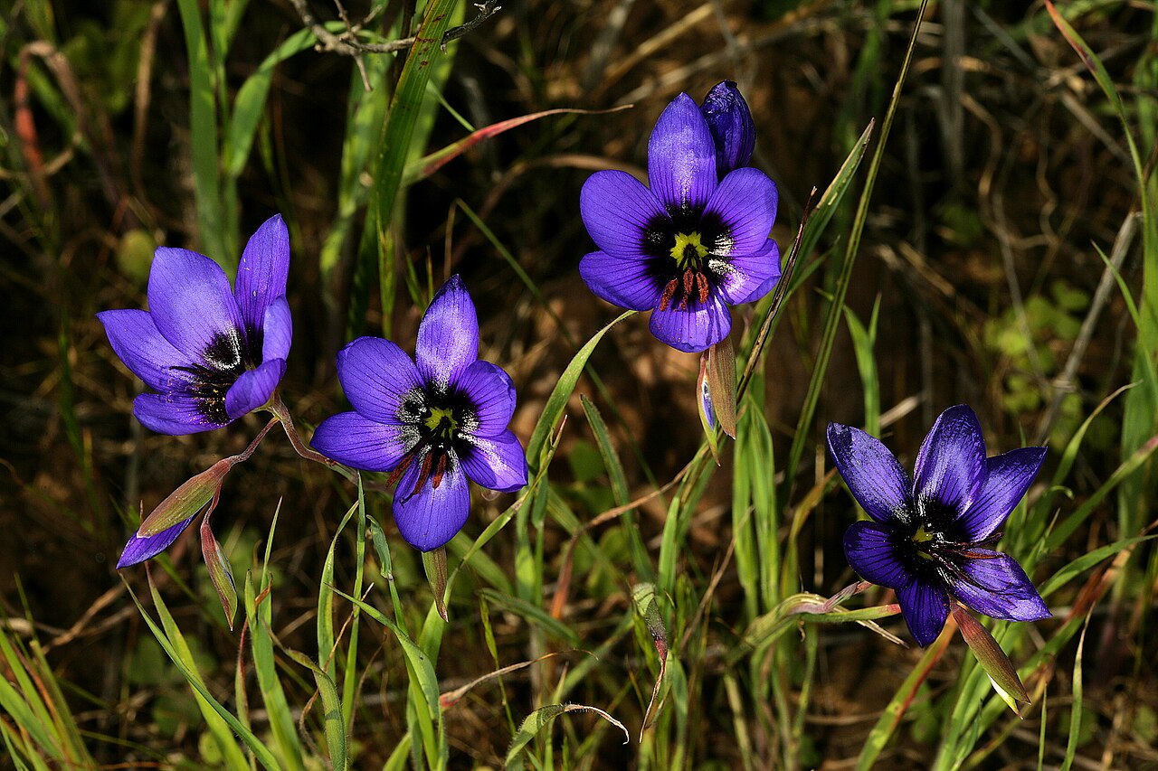 Geissorhiza splendidissima: Geissorhiza splendidissima , flowers; farm Oorlogskloof, Nieuwoudtville, Northern Cape, South Africa