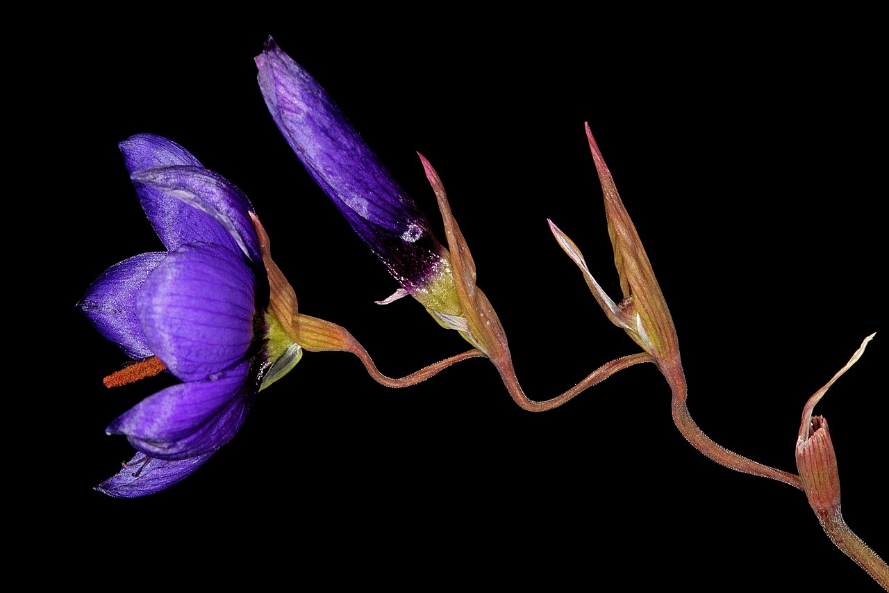 Geissorhiza splendidissima: Geissorhiza splendidissima , infloresence, viewed from the side; farm Oorlogskloof, Nieuwoudtville, Northern Cape, South Africa