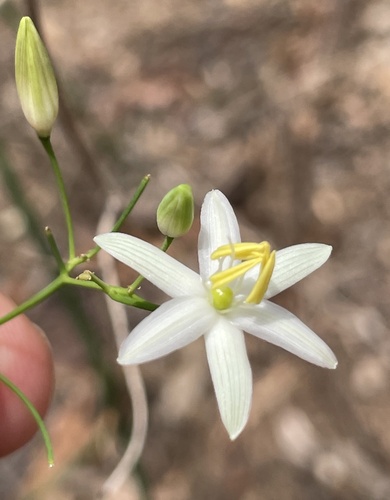 Scrambling lily (Geitonoplesium cymosum)