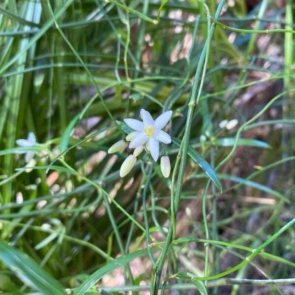 Scrambling lily (Geitonoplesium cymosum)