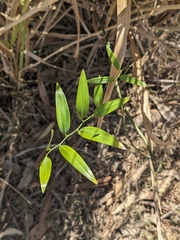 Scrambling lily (Geitonoplesium cymosum)