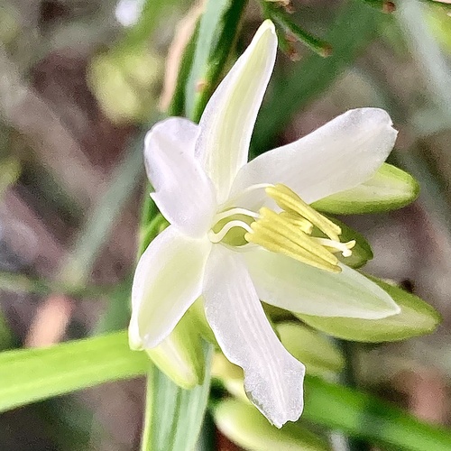 Scrambling lily (Geitonoplesium cymosum)