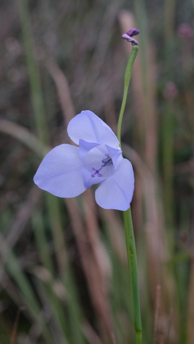 Gelasine coerulea (Gelasine coerulea)