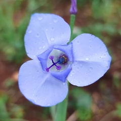 Gelasine coerulea (Gelasine coerulea)