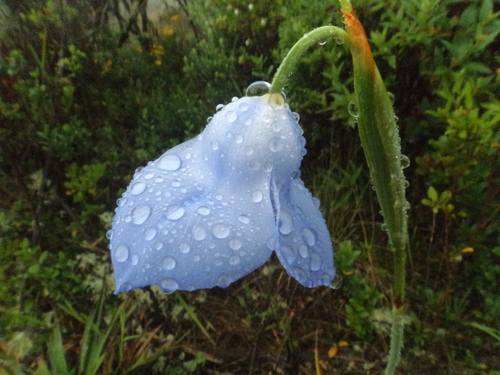 Gelasine coerulea (Gelasine coerulea)