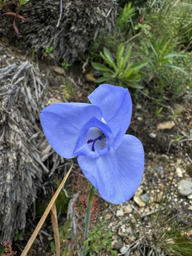 Gelasine coerulea (Gelasine coerulea)