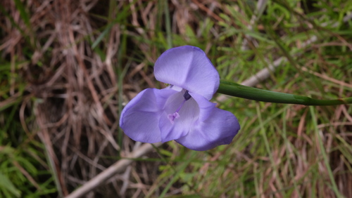 Gelasine coerulea (Gelasine coerulea)
