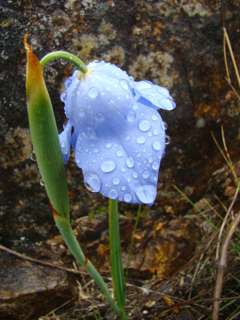 Gelasine coerulea (Gelasine coerulea)