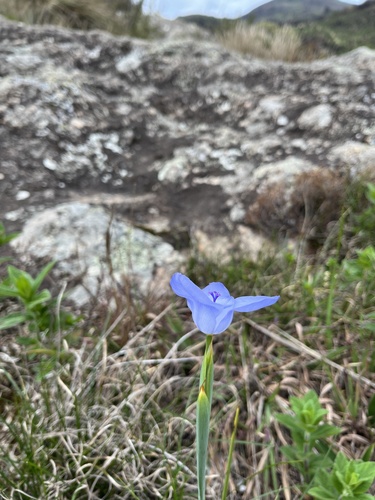 Gelasine coerulea (Gelasine coerulea)