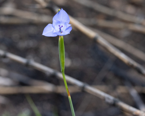 Gelasine coerulea (Gelasine coerulea)