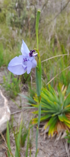 Gelasine coerulea (Gelasine coerulea)