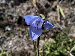 Gelasine coerulea (Gelasine coerulea)