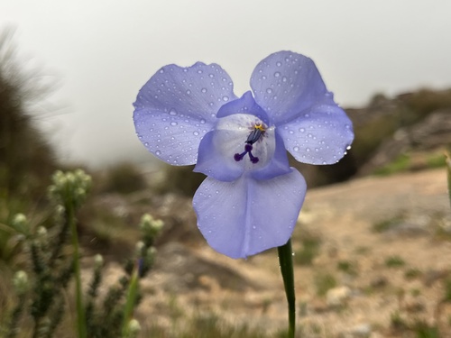 Gelasine coerulea (Gelasine coerulea)