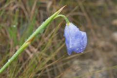 Gelasine coerulea (Gelasine coerulea)