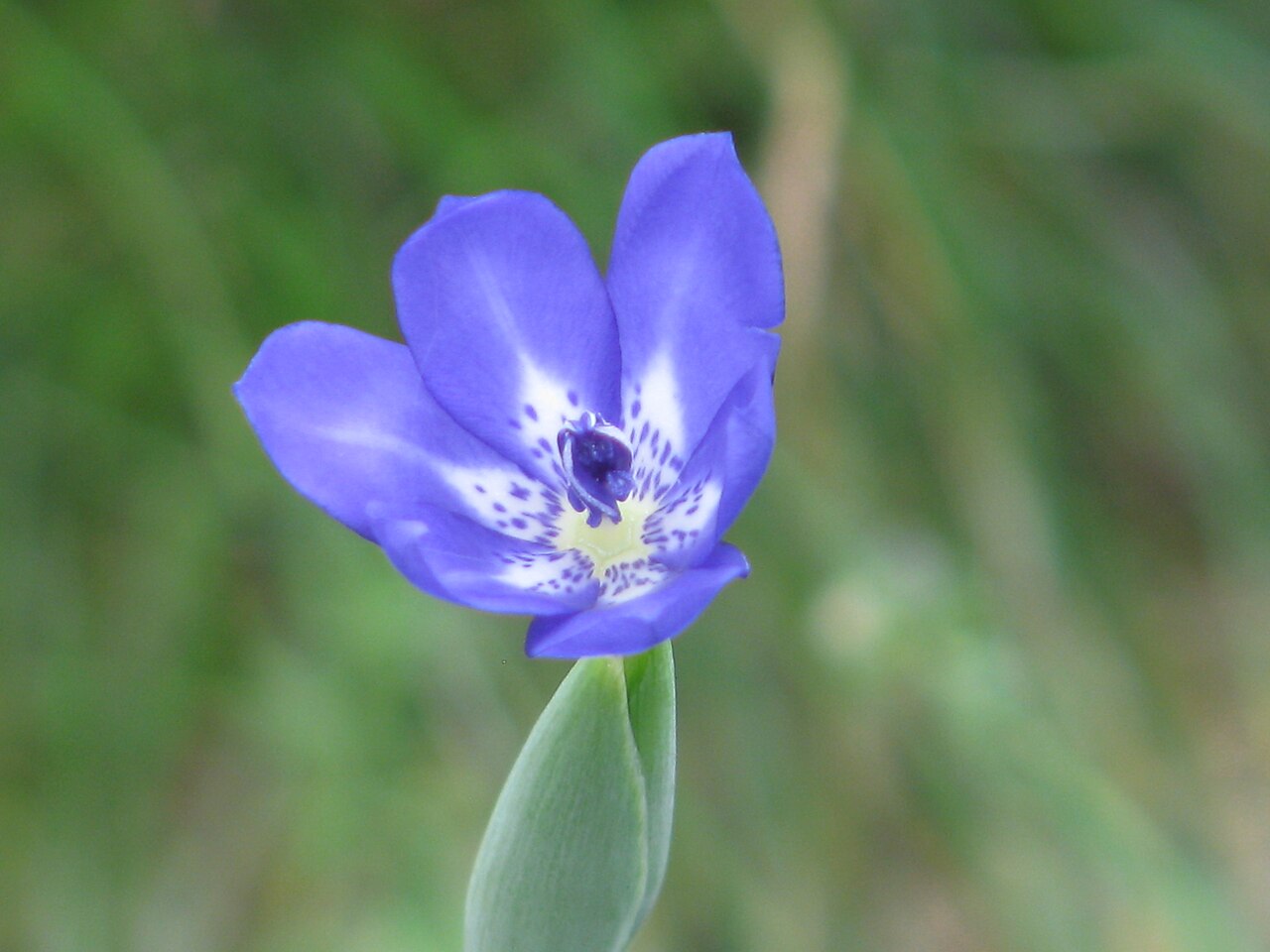 Gelasine elongata: Gelasine elongata - "According to the Pacific Bulb Society website, that's probably what this is."